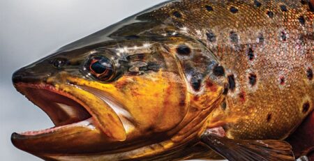 Breakout Hits: The 20 Best Fishing Tips for Early Spring